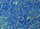 methylene blue staining) of the skeletal muscle (C) and
