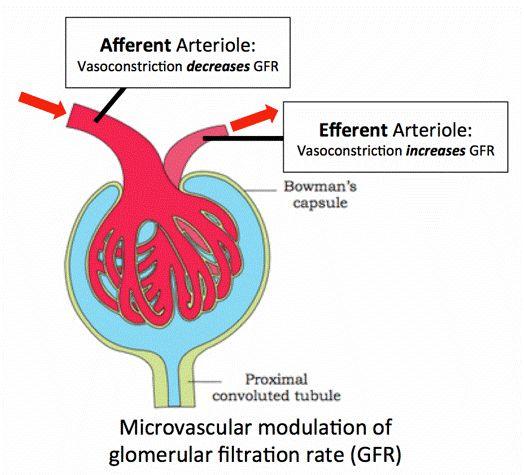 Pathogenesis and Risk Factors Pathogenesis: The first changes coincide with the onset of microalbuminuria include thickening of the glomerular basement membrane and accumulation of matrix material in