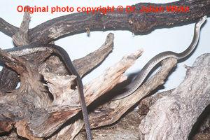 CLINICAL OVERVIEW Mambas are amongst the most dangerous of all African snakes, but rates and severity of envenoming vary with species.