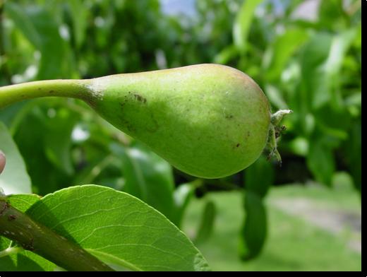 fruit on developing D Anjou pears More research will e