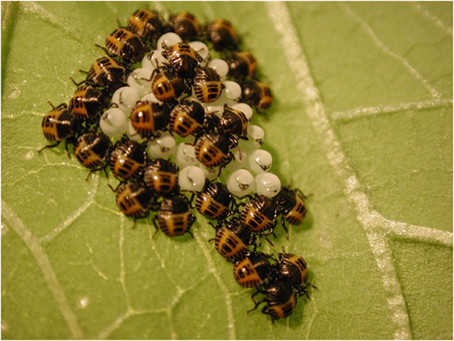 Newly hatched BMSB nymphs.