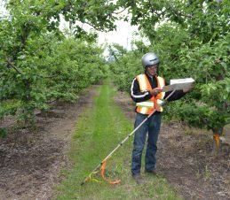 Orchard Monitoring 1 Delta trap per hectare baited