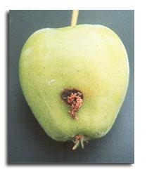 The Pest: Codling Moth The larva of the codling moth is