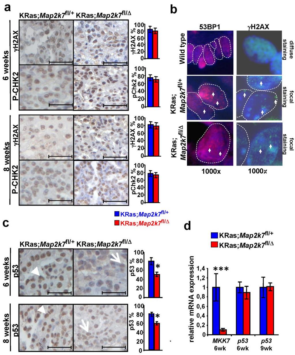 Supplementary Figure 7. DNA damage and p53 mrna espression in KRas V12D -driven lung tumors.