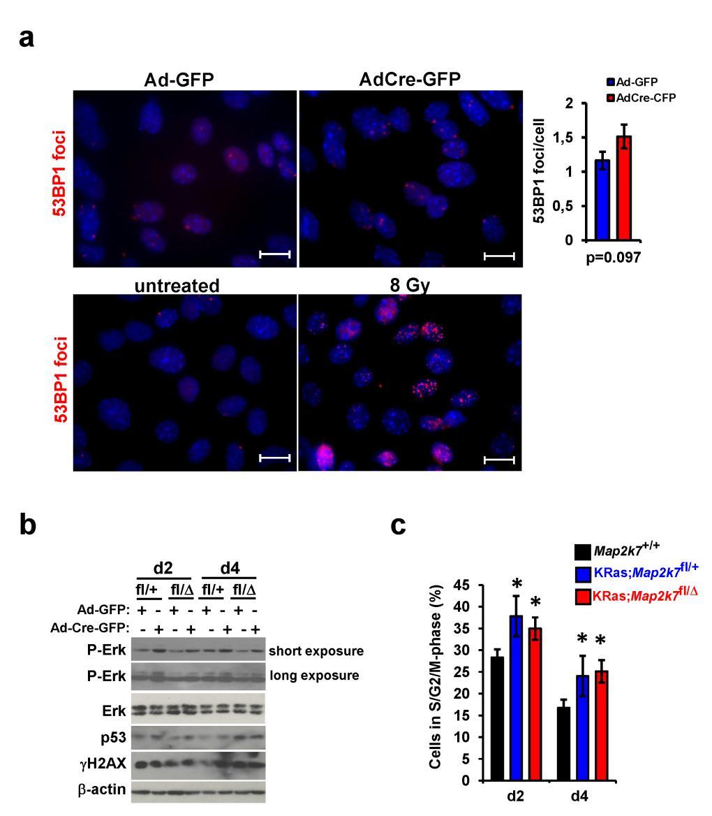 Supplementary Figure 8. In vitro induction of KRas G12D triggers proliferation but not induce DNA damage.