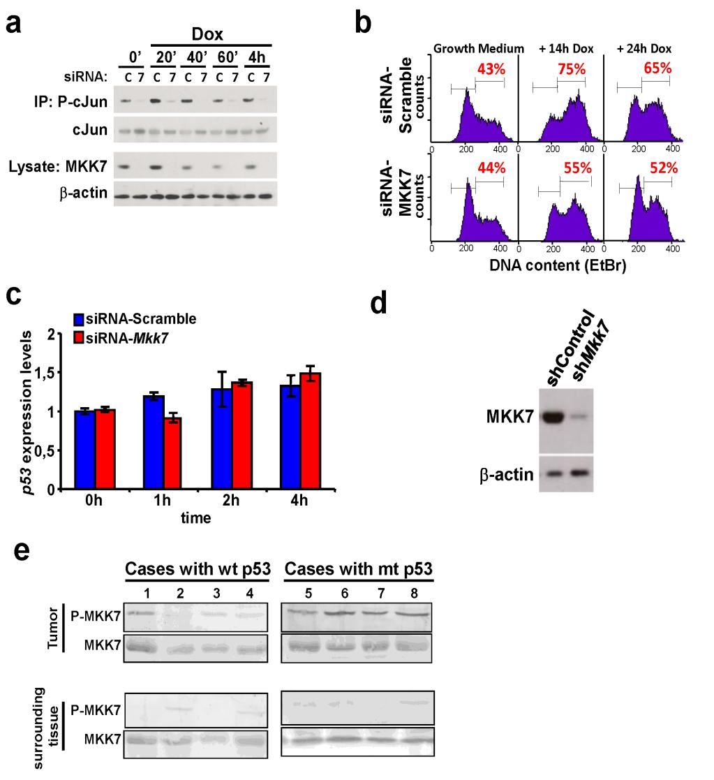Supplementary Figure 9. MKK7 is activated by genotoxic stress and regulates cell cycle progression. (a-c) Effect of Mkk7 knock-down in the human lung tumor cell line A549.