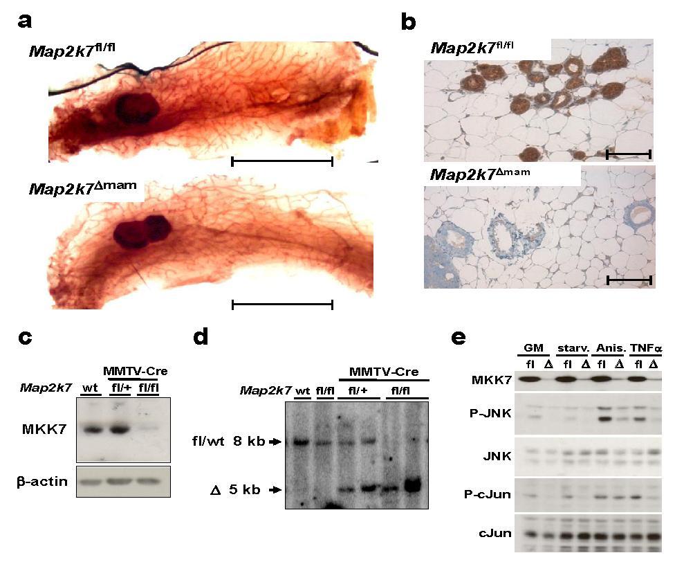 Supplementary Figure 11. Generation of mice with mammary glandspecific deletions of MKK7.