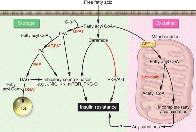Figure 1 Fatty acid metabolism and insulin action in skeletal muscle or liver. Obesity results in an increased flux of free fatty acids into the circulation and uptake by the myocyte or hepatocyte.