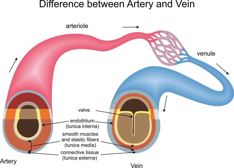 Venous Versus Arterial Anatomy These are not