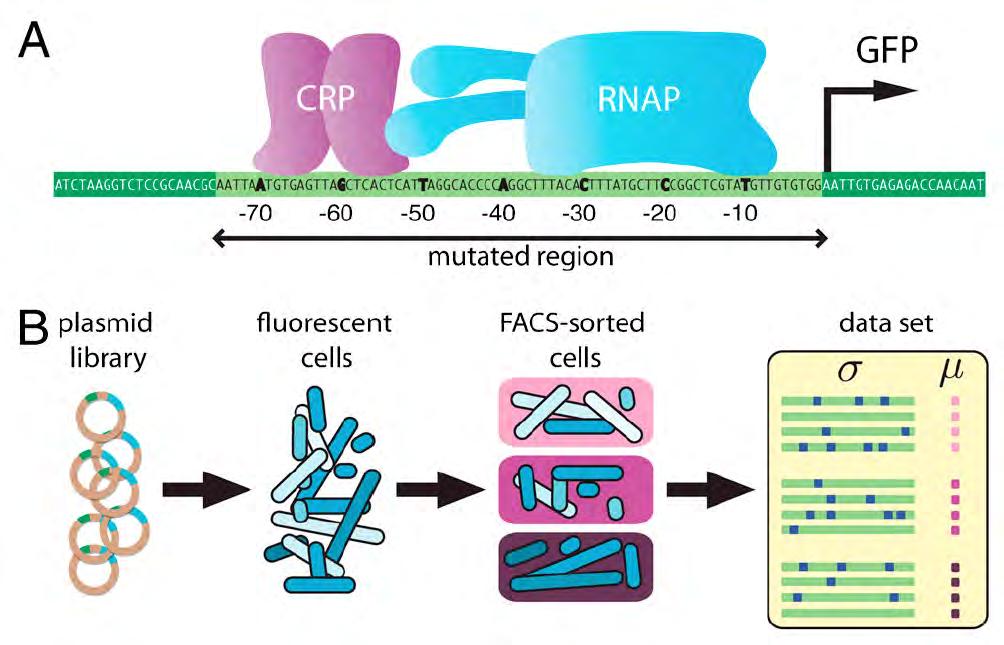 transcriptional regulatory sequence (TRS) Quantification unravels new insights!