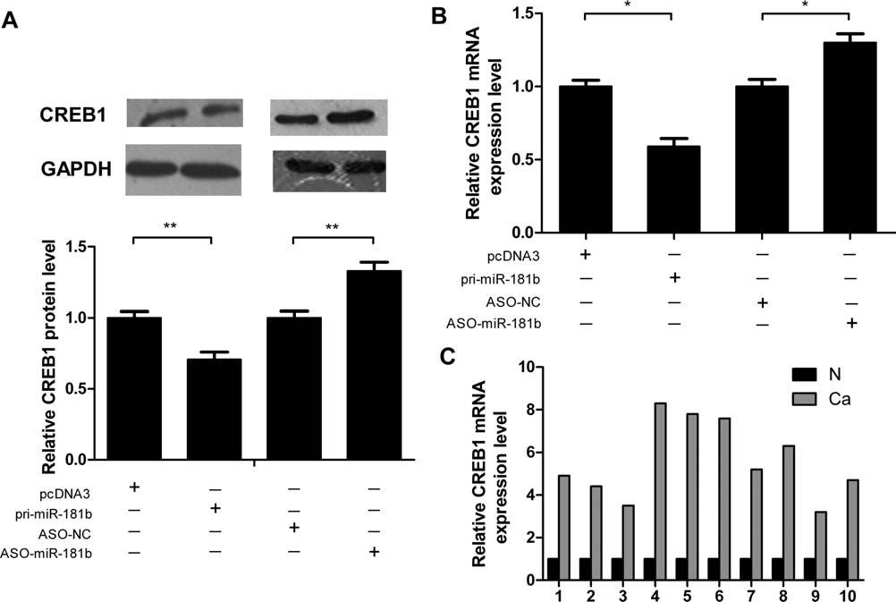 632 CHEN ET AL. Figure 3. mir-181b negatively regulates CREB1 at the post-transcriptional level.