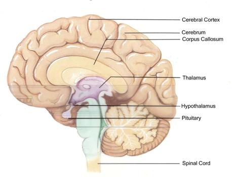 Diencephalon Thalamus ( inner chamber ) - relays all sensory information to cerebrum (except smell) - Also involved in awareness &
