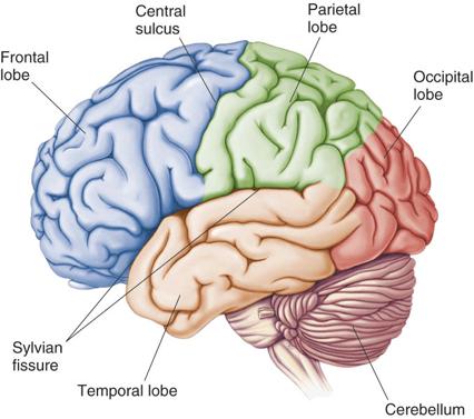 Topology of cerebral function Forebrain Frontal lobes Motor functions or movements (posterior) Memory/recognition Emotional regulation Motor aspects of