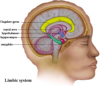 Limbic system Forebrain Cortical/subcortical structures