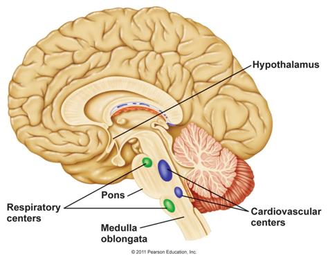 Pons ( bridge ) On top of brain stem Connects cerebral hemispheres with contralateral hemispheres