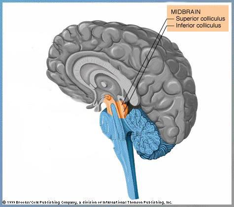 Midbrain Connects brainstem to forebrain Has nuclei that coordinate/integrate body movements with forebrain (damage -->Parkinson s) Eye
