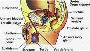Male Parts of the Reproductive System 1. tes's- produces male gametes (sperm) 2. urethra- carries sperm to penis 3.