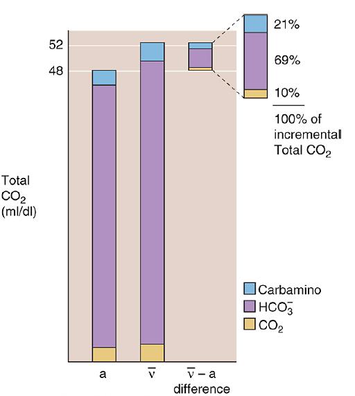 CO2 production Glucose + O2 Energy + CO2 ± 200 ml/min AVCO2
