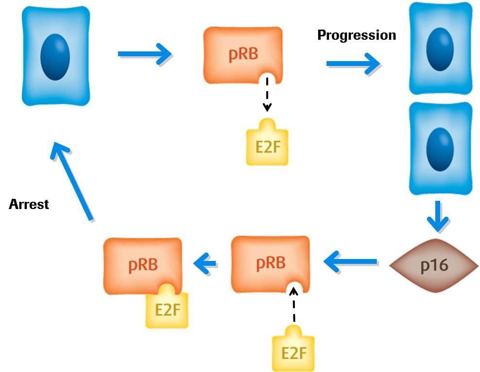 Figure 1.0 prb, E2F and p16 in normal cell cycle function HPV is known to be the cause of cervical cancer.