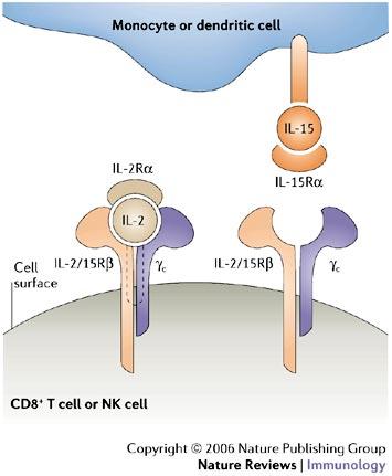 Common γ c Chain Cytokines Modified