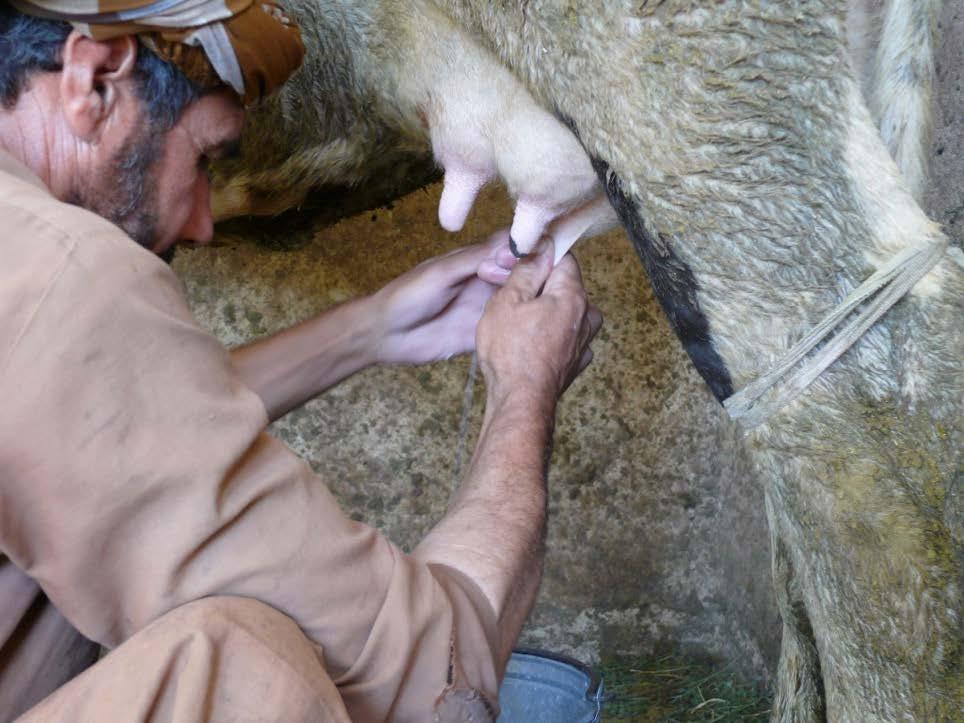 Quality and Safety Assessment of Raw Bovine Milk in Herat Province, Afghanistan MAHRUF