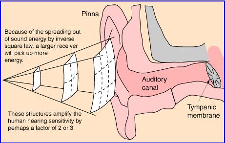 The length of the auditory canal has been greatly exaggerated A.1 Outer Ear Amplifies Sound 5 A.