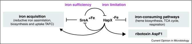 Iron regulation in A.