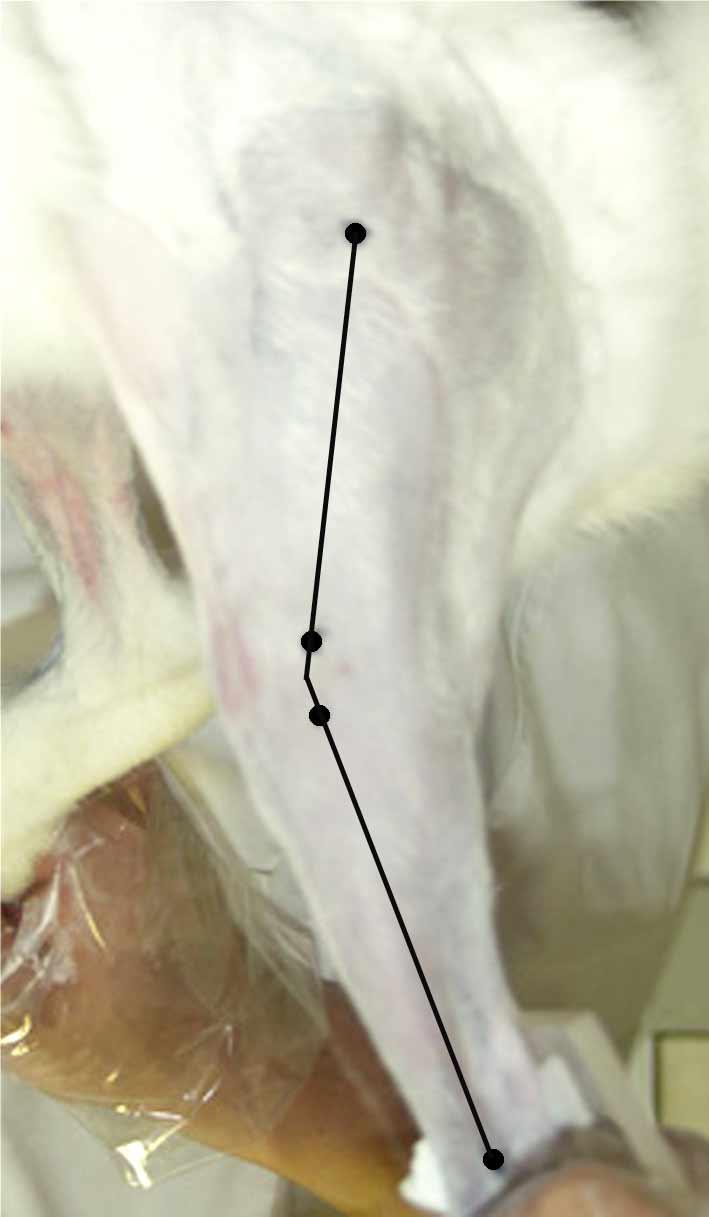The femoral insertion of the MCL was detached and the proximal end was fixed on a metal jig with cyanoacrylate cement. The tibia was embedded in resin.
