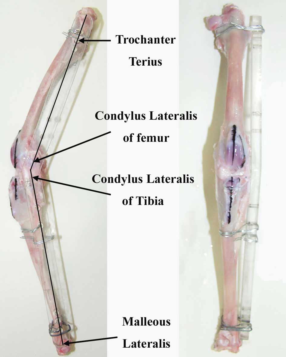 Thus, the markers using nygrosin were omitted for the tibial insertion specimens.