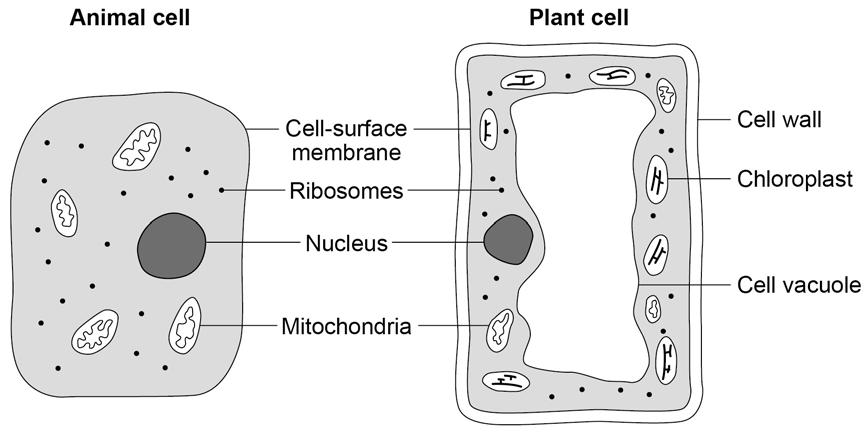 Activity 5 Structure Cell-surface membrane Chloroplast Cell vacuole Mitochondria Nucleus Cell wall Chromosomes Ribosomes Function Provide a selectively permeable membrane for the control of passage