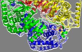 possible because: LDH Proteins fold into complex