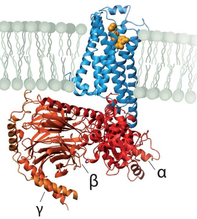 Proteins Amino acids, structure and function The Nobel