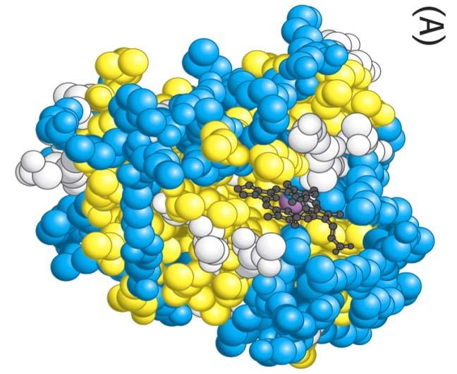 What keeps the protein together in a complete three-dimensional structure?