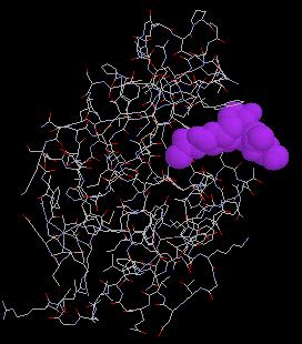 4) To see the lysozyme molecule and the substrate it is binding to, click the button marked Show Substrate in purple.