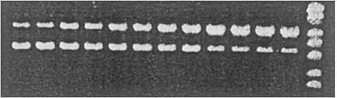 This result showed that the DNA strands were broken by PN although its effect was less strong.