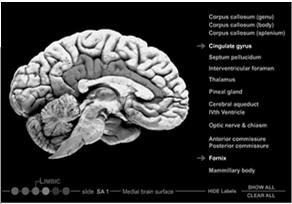 Cingulate: Cingulate: lies above the Corpus Collosum, It receives inputs from the