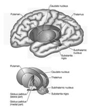 It is also one of the structures that comprises the basal ganglia.