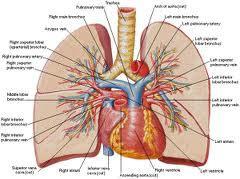 The lung