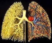 The pulmonary