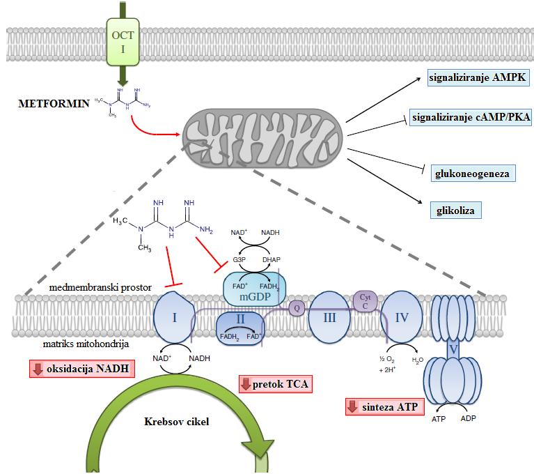 Bizjak, M. Vpliv metformina na rakave celice v kulturi v odvisnosti od razpoložljivih hranil. 16 Slika 3: Posledice na celici, ki jih povzroči učinek metformina na mitohondrije (vir: Luengo in sod.