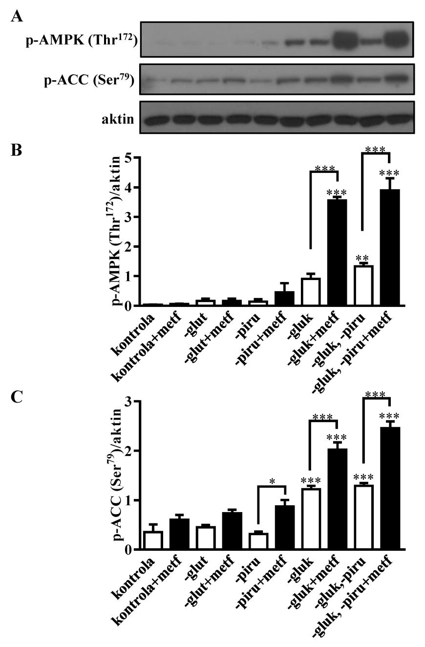 Bizjak, M. Vpliv metformina na rakave celice v kulturi v odvisnosti od razpoložljivih hranil. 48 Slika 9: Pomanjkanje glukoze in piruvata poveča z metforminom-posredovano aktivacijo AMPK.