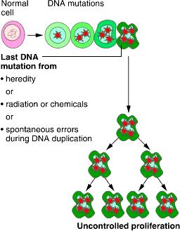 Cellular and Molecular Mechanisms in Multistage Carcinogenesis: INITIATION Initiating event involves cellular genome MUTATIONS Target genes: - oncogenes/tumor suppressor genes - signal