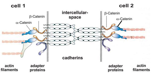1) Adherens Junctions Adhesion type: cell-cell Primary function is attachment of adjacent cells Composed of Cadherins and