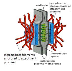 cell cytoskeleton of adjacent cells Give strength to tissues