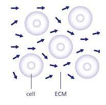 What is ExtraCellular Matric