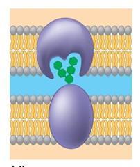 A cell recognizes another cell due to presence of specific molecules on cell