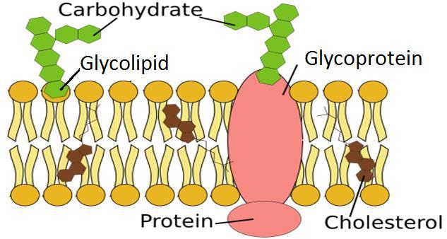 proteins (glycoproteins) Both glycolipids and glycoproteins serve as recognition