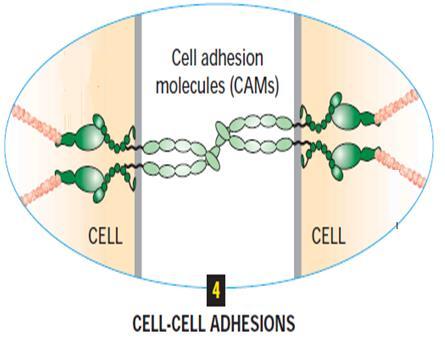 2. Cell Adhesion Binding of a