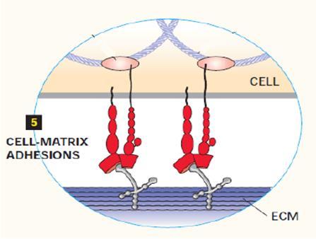 Two Ways of Cell adhesion or