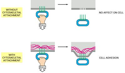 transmembrane proteins CAMs have 3